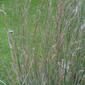 Schizachyrium scoparium (Poaceae) - whole plant - in flower - general view